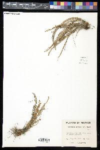 Astrolepis sinuata image