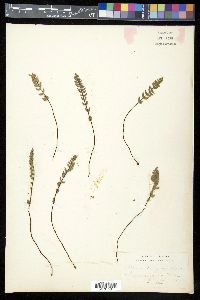 Pellaea bridgesii image