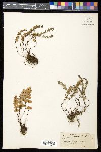 Pellaea bridgesii image