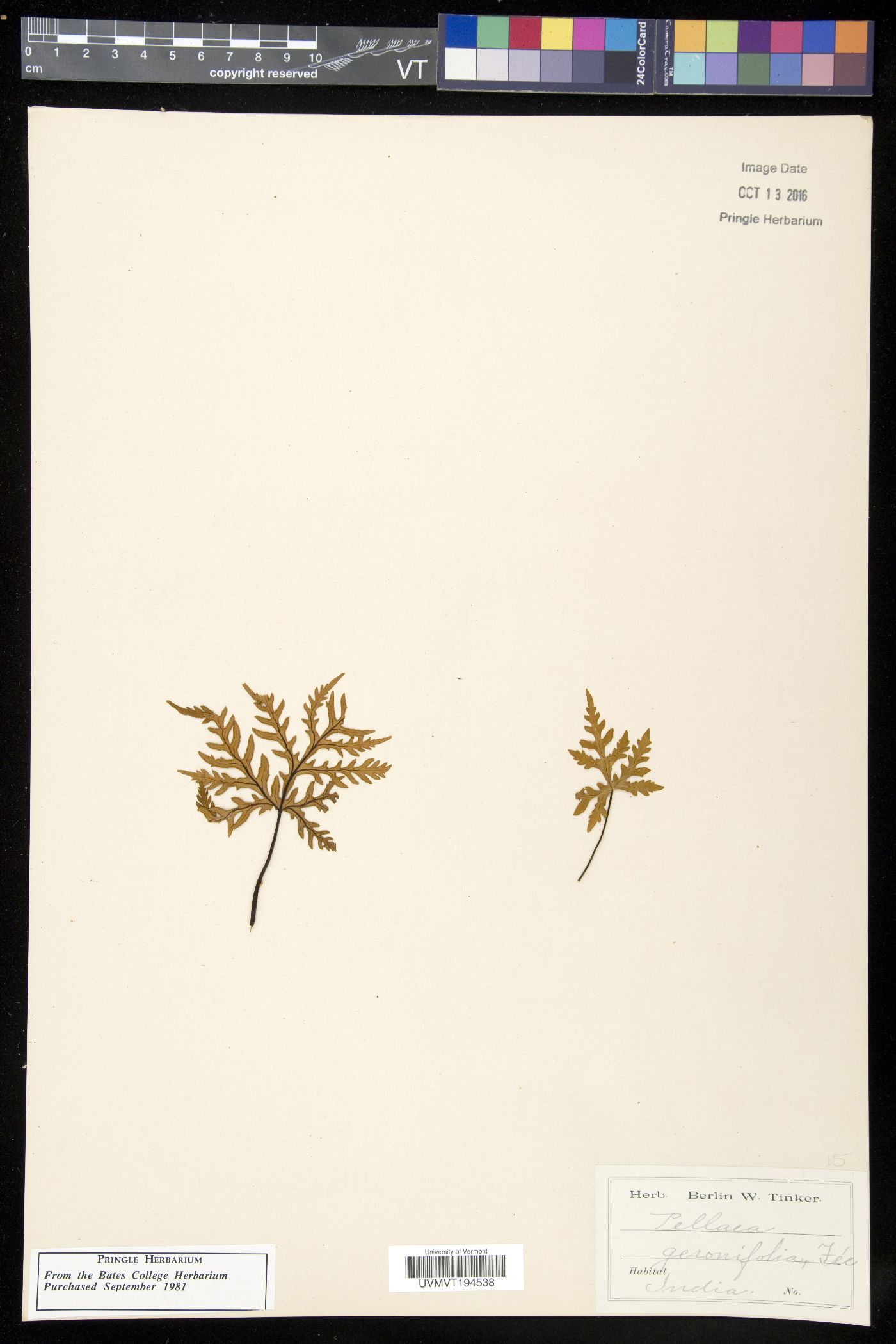 Doryopteris kirkii image