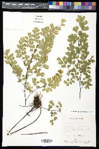 Adiantum braunii image