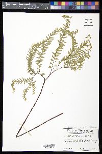 Adiantum aleuticum image