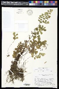 Adiantum capillus-veneris image