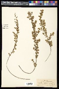 Adiantum capillus-veneris image