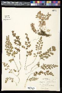 Adiantum capillus-veneris image