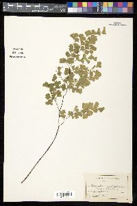 Adiantum capillus-veneris image