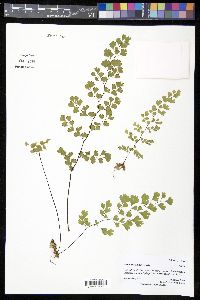 Adiantum capillus-veneris image