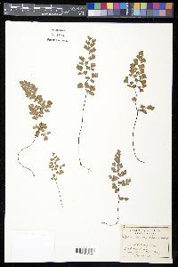 Adiantum capillus-veneris image