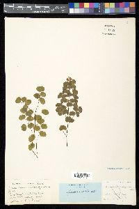 Adiantum emarginatum image