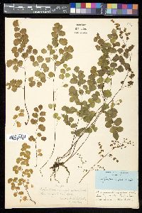 Adiantum emarginatum image