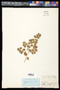 Adiantum emarginatum image