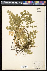 Adiantum jordanii image