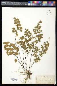 Adiantum emarginatum image