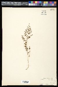 Adiantum emarginatum image