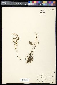 Adiantum emarginatum image
