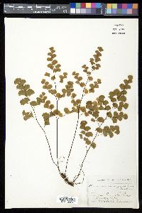 Adiantum emarginatum image