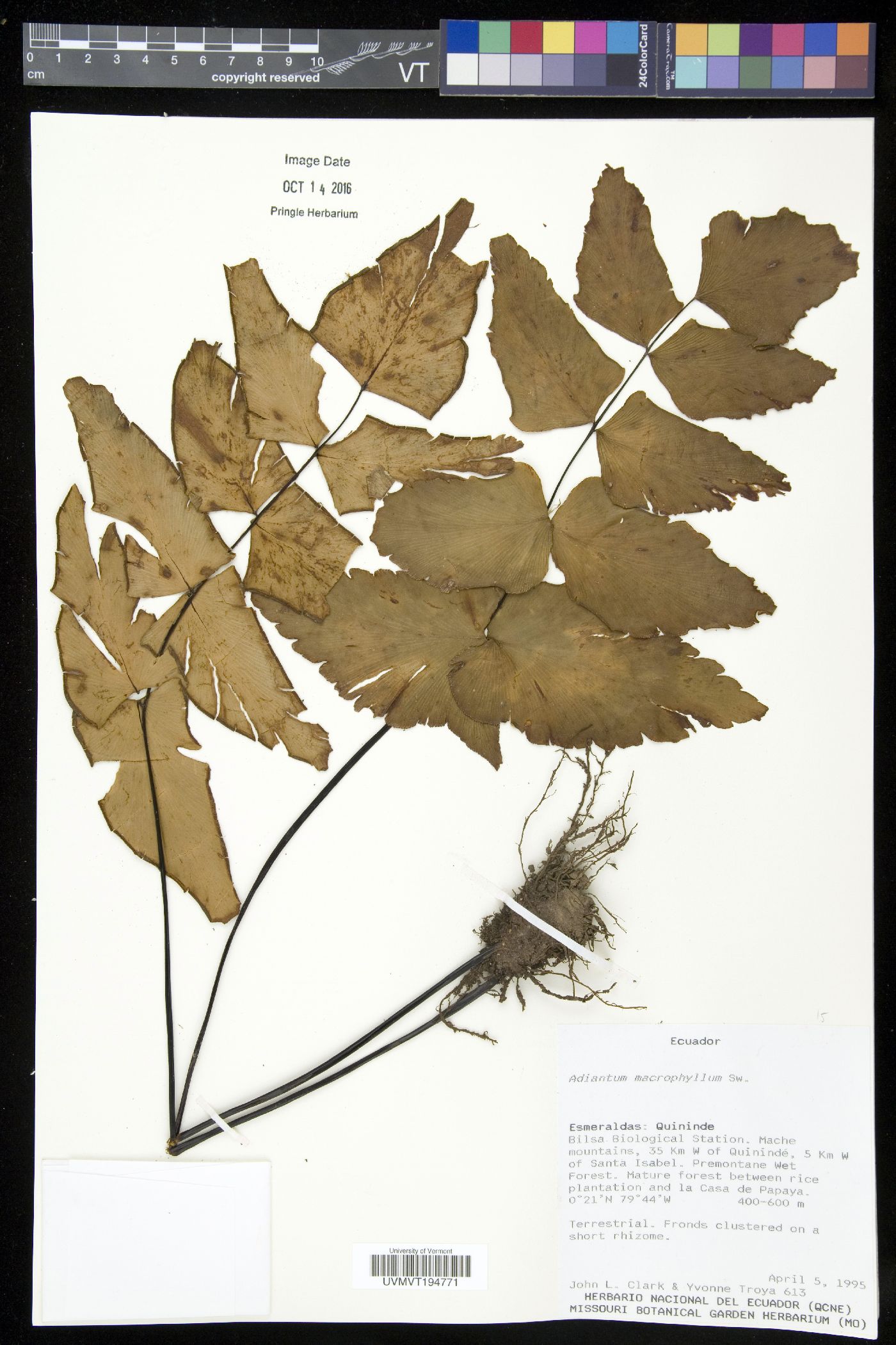 Adiantum macrophyllum image