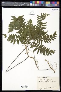 Adiantum latifolium image