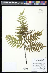 Adiantum latifolium image