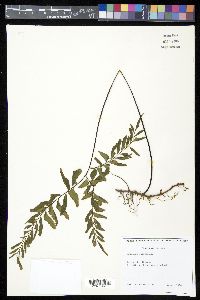 Adiantum latifolium image