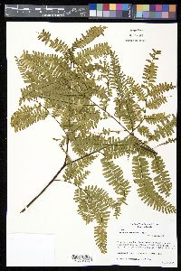 Adiantum pectinatum image