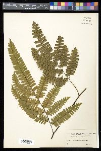 Adiantum polyphyllum image