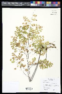 Adiantum poiretii image