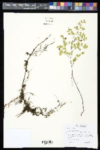 Adiantum poiretii image