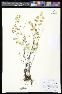 Adiantum poiretii image