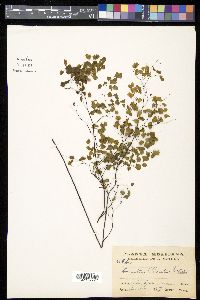 Adiantum poiretii image