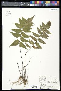 Adiantum petiolatum image