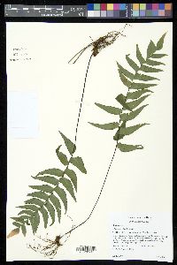 Adiantum petiolatum image