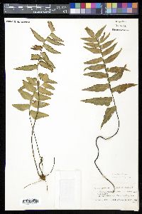 Adiantum petiolatum image