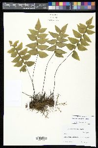 Adiantum petiolatum image