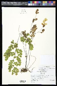 Adiantum subvolubile image