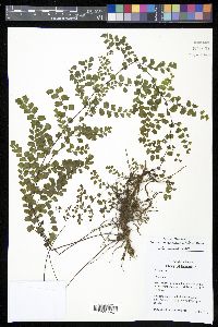 Adiantum subvolubile image