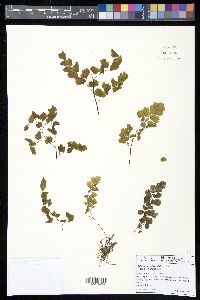 Adiantum subvolubile image