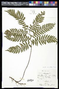 Adiantum tetraphyllum image