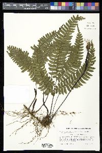 Adiantum tetraphyllum image