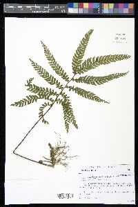 Adiantum tetraphyllum image