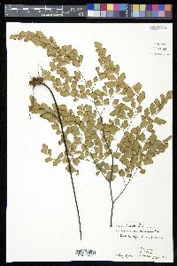 Adiantum tenerum image