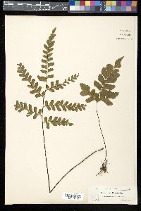 Adiantum villosum image