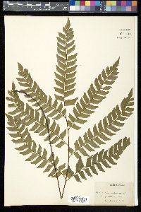 Adiantum villosum image