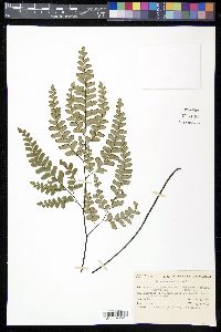 Adiantum cunninghamii image