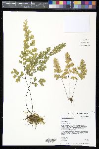 Adiantum capillus-veneris image