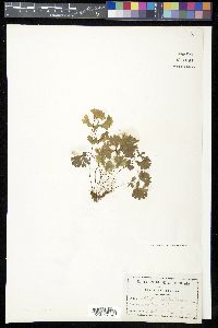 Adiantum capillus-veneris image