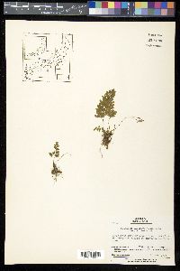 Adiantum capillus-veneris image