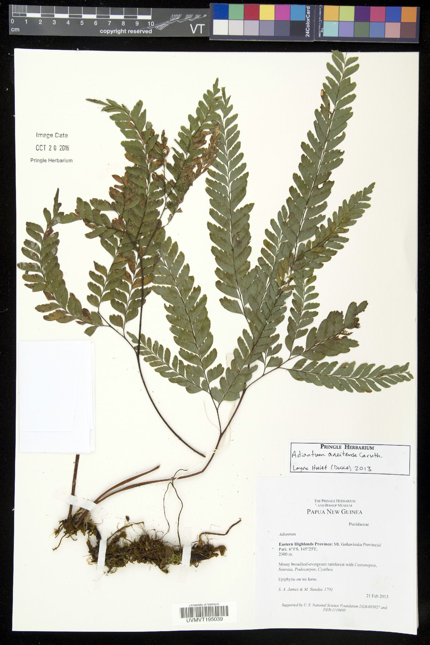 Adiantum aneitense image