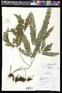 Adiantum aneitense image