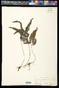 Adiantum hispidulum image